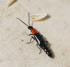 Carphurus cyanopterus