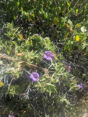 Ruellia californica