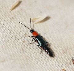 Carphurus cyanopterus