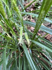 Carex sociata