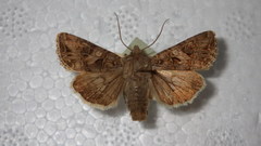Anarta odontites