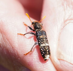 Scrobiger splendidus