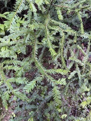 Tsuga heterophylla