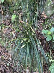 Carex sociata