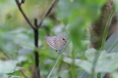 Jamides alecto dromicus