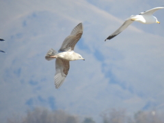 Larus glaucoides thayeri