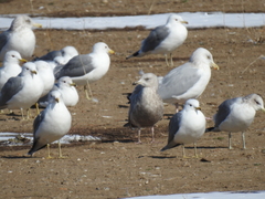 Larus glaucoides thayeri