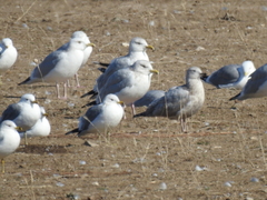 Larus glaucoides thayeri