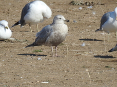 Larus glaucoides thayeri