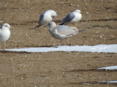 Larus glaucoides thayeri