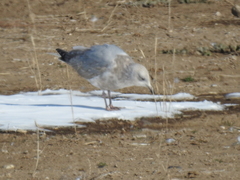 Larus glaucoides thayeri