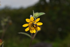 Simsia foetida