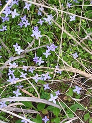Houstonia pusilla
