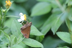 Caltoris cahira austeni