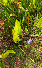 Pontederia cordata