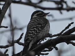 Dryobates nuttallii