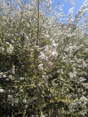 Condea