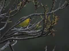 Spinus psaltria