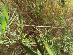 Anchiale austrotessulata