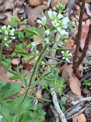 Tomostima cuneifolia