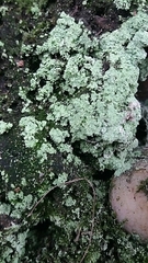 Lepraria finkii