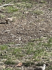 Toxostoma curvirostre