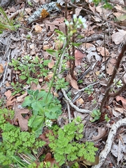 Tomostima cuneifolia