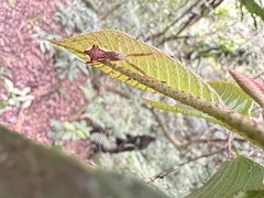 Epidaus