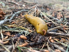 Ariolimax californicus