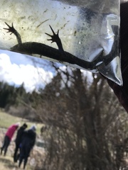 Ambystoma macrodactylum