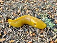 Ariolimax californicus
