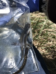 Ambystoma macrodactylum