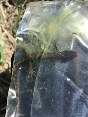 Ambystoma macrodactylum