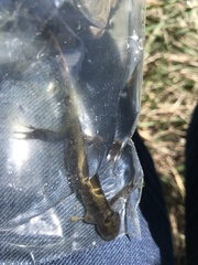 Ambystoma macrodactylum