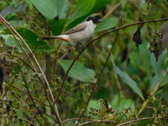 Pycnonotus aurigaster