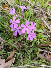 Phlox cuspidata