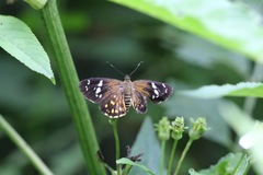 Celaenorrhinus maculosa