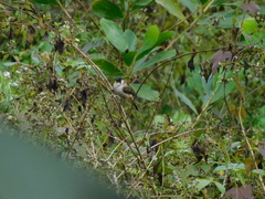 Pycnonotus aurigaster