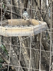 Baeolophus wollweberi