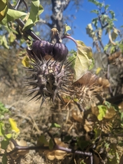 Datura discolor