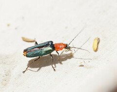 Chauliognathus tricolor