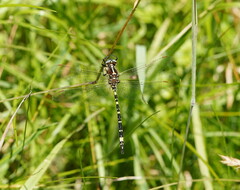 Synthemis eustalacta