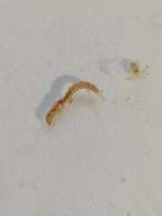 Neureclipsis bimaculata