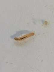 Neureclipsis bimaculata