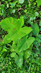 Caladium