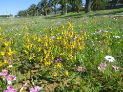Hermannia prismatocarpa
