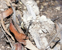 Austroargiolestes calcaris