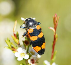 Castiarina thomsoni