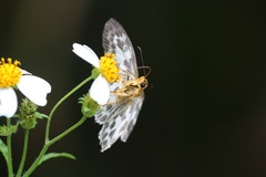 Abraximorpha davidii