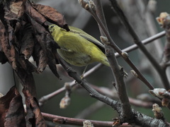 Leiothlypis celata